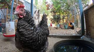 Backyard Chickens Relaxing Long Video Sounds Noises ASMR Hens Clucking Roosters Crowing! screenshot 5