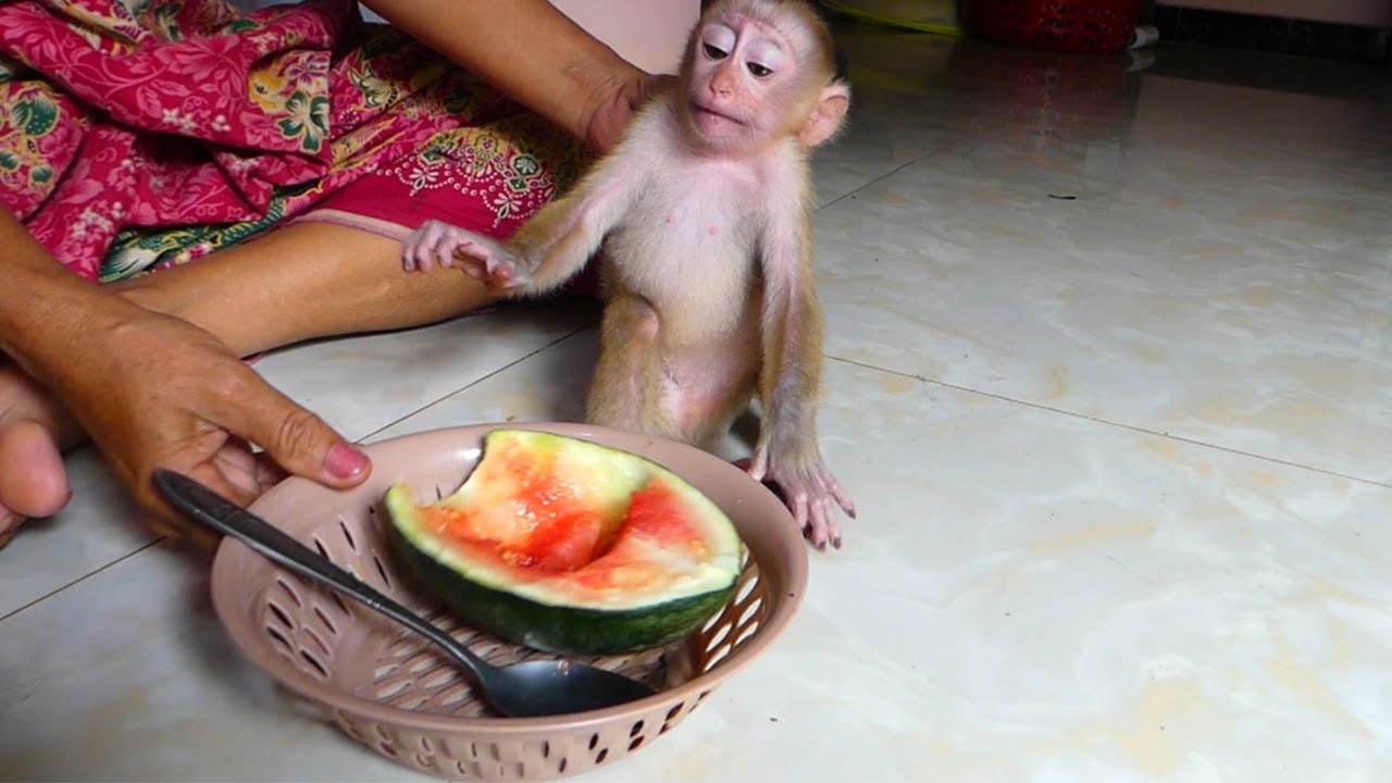 the-baby-wants-to-eat-but-the-mother-can-t-wait-the-child-does-not