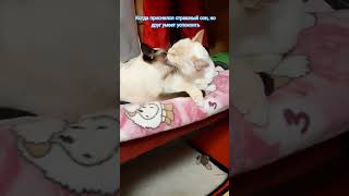 Дориан на страже спокойного сна Калиостро. Тайские кошки - это чудо! #shortsvideo