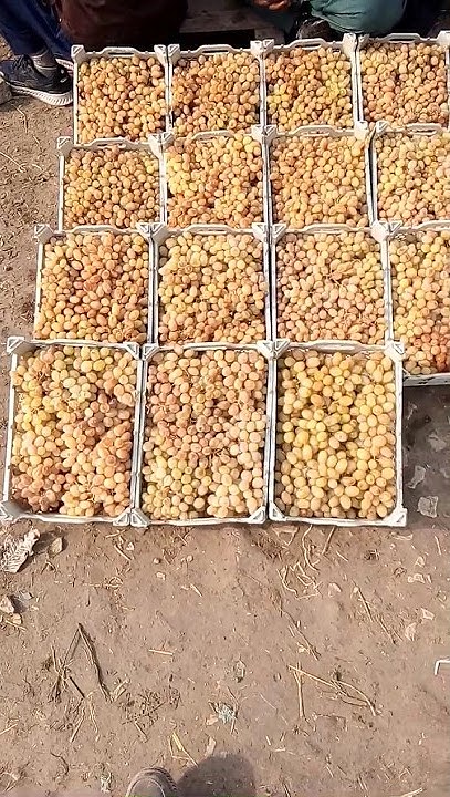 Fruit Irani Tafi Grapes Today Rate In Islamabad Sabzi Mandi L 20 fruit-irani-tafi-grapes-today-rate-in-islamabad-sabzi-mandi-l-20