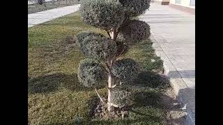 What Kind Of Fir Tree Is This? Part 9