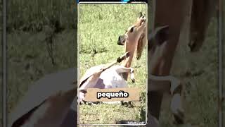 ¡¡Caos en el PARTO!! El peligroso que casi le cuesta la vida a esta cría 😱🦌 #animales #datoscuriosos