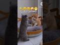 viral video#funny #entertaininganimals #comedyshorts#cat #comedy  #funnyanimals#family #funnymoment