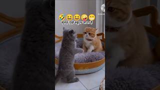 viral video#funny #entertaininganimals #comedyshorts#cat #comedy  #funnyanimals#family #funnymoment