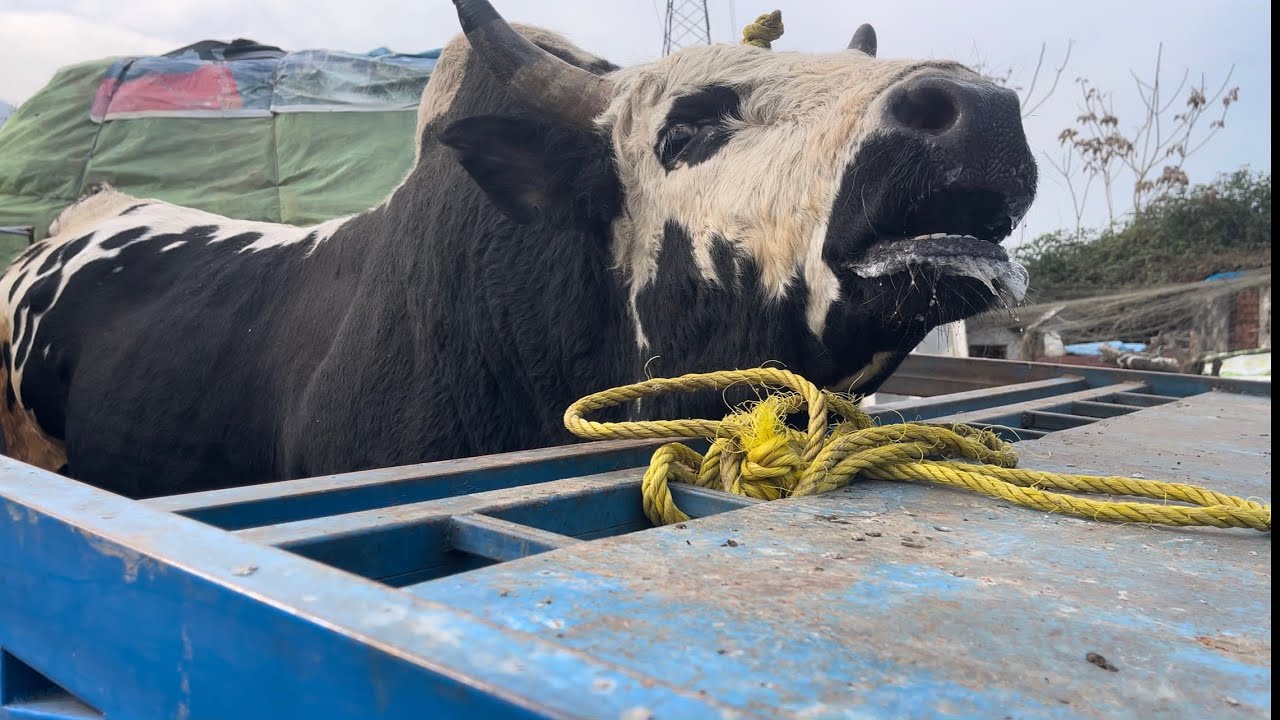 The battle-ready bull is prepared! From the barn to the battlefield.