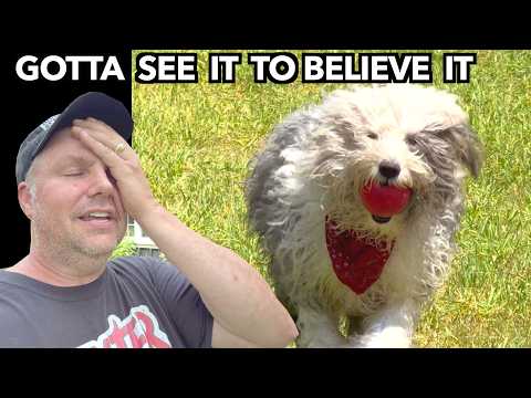 You Won't Believe This Happened to our Old English Sheepdog