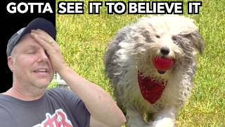 You Won't Believe This Happened to our Old English Sheepdog