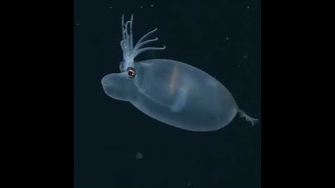 Meet the Piglet Squid: A Small and Unusual Deepwater Creature