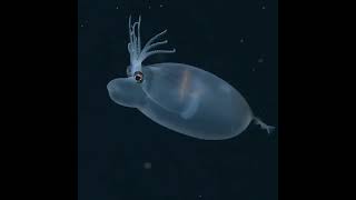Meet The Piglet Squid A Small And Unusual Deepwater Creature