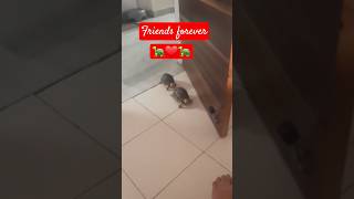 Tortoises Yarana#funny #yt #trending#tortoise#petlover #pettortoise#loveforpets #shorts #ytshorts