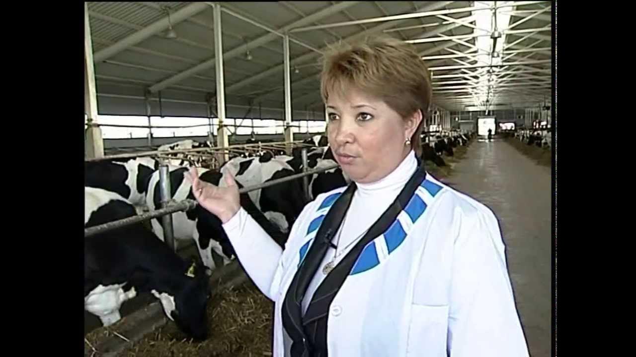 Структура спк колхоза. Чем занимается спк. Структура управления предприятием кфх. Сельскохозяйственный производственный кооператив. Спк питание.