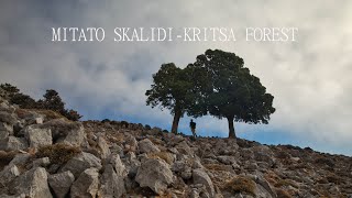 Kritsa Forest To Mitato Skalidi