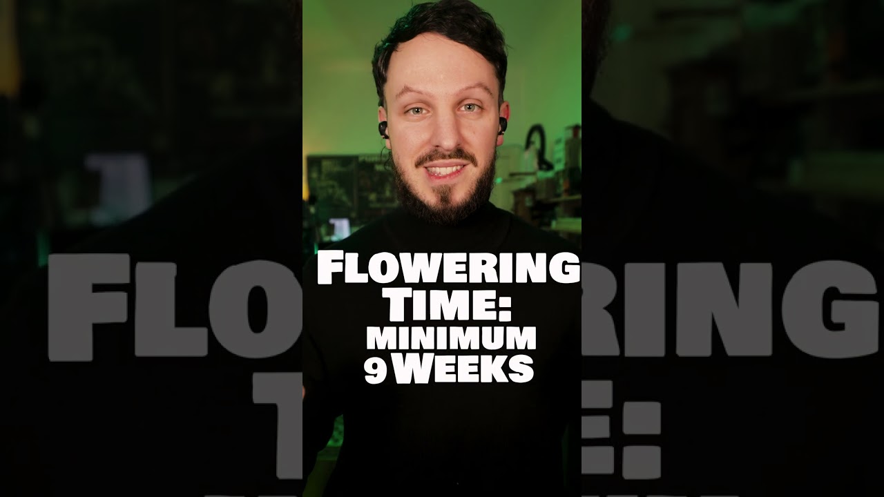 Mango Kush 🌱🥭 [EN]