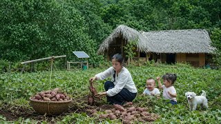 Harvesting sweet potatoes after 5 months | Little happiness in the countryside