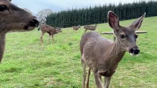 Deer Family 🦌 The Seven by soarornor 210 views 1 month ago 4 minutes, 8 seconds