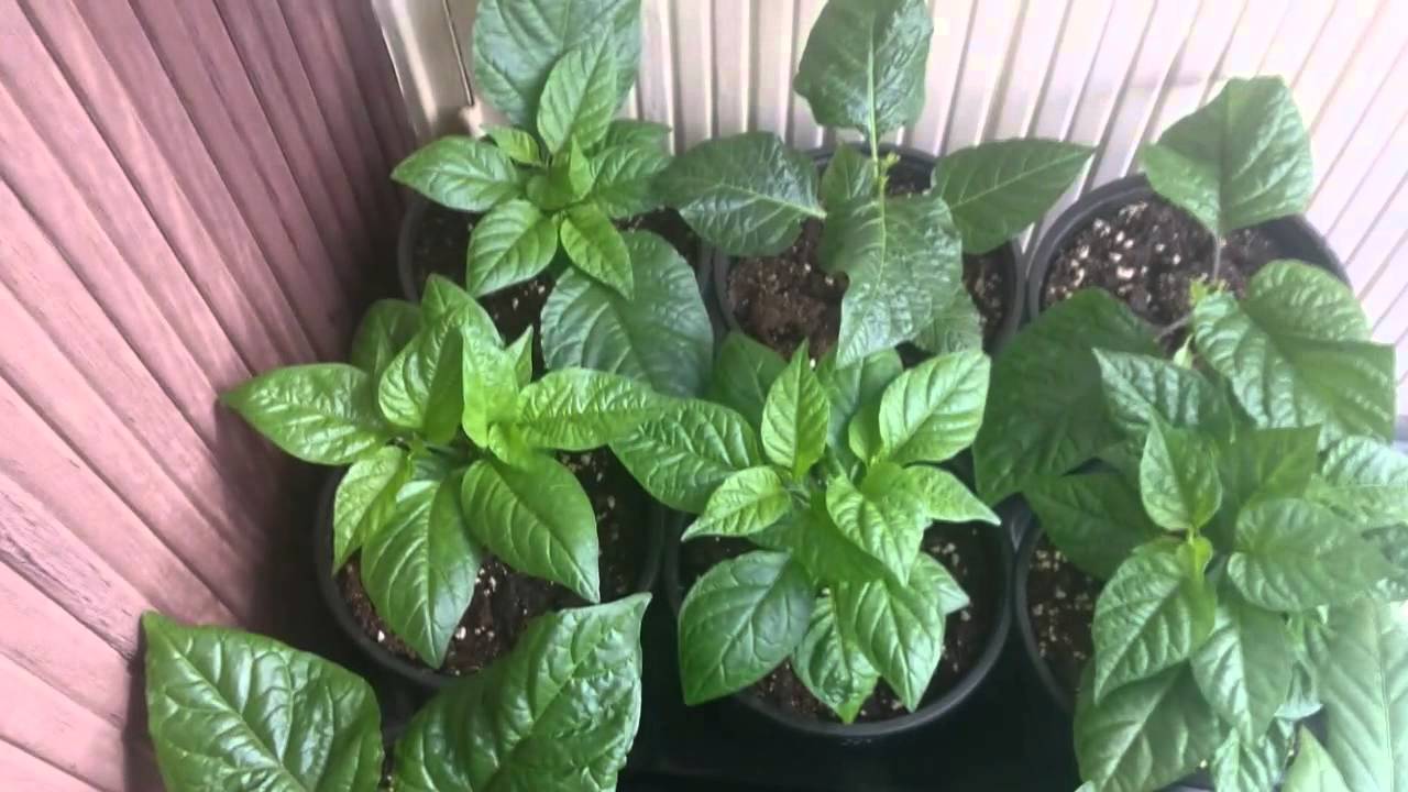 Chili Grow 2015, Day 59, Hardened and pruned