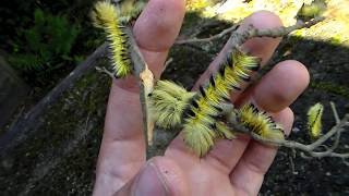 Cute and yellow caterpillars! Palirisa cervina