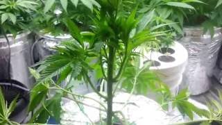 Veg tent update having problems in veg tent.