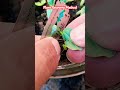 Saving a Damaged Cucumber Seedling – Simple Plant Care Method#shortsfeed #agriculture