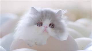 यह कय ह रह ह भई...ऐस भ हत ह कय