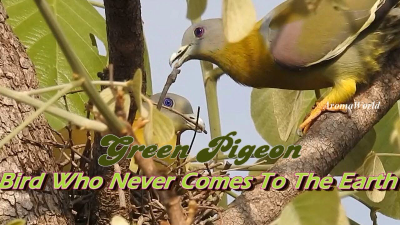Green Pigeon - Some Wonderful Facts !!! (English) 