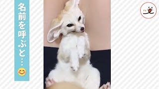 甘えん坊フェネックさん、名前を呼ばれると嬉しくて…❤️✨【PECO TV】