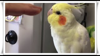 インコが手を怖がる理由と手を好きにさせる簡単な方法とは【オカメインコのきなこ】