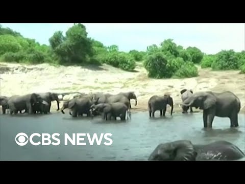 Trophy hunter kills Botswana&rsquo;s biggest "tusker" elephant