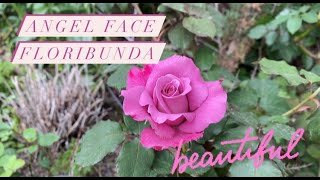 Angel Face Rose - First Spring Flush Beautiful & Fragrant 💕 #shorts
