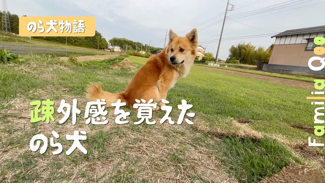 蝶と犬 A stray dog ​​who felt alienated [A Miniature Dachshund and a