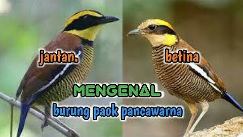 Mengenal burung paok pancawarna | burung unik bersuara lantang dan merdu
