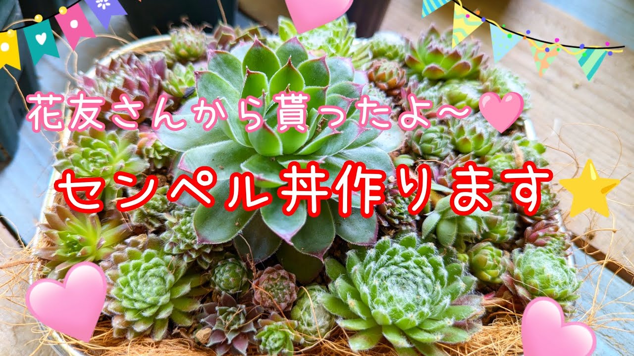 多肉〉水はけバツグン👍センペル丼作ります🩷🩷🩷花友えっちゃんから