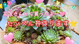 多肉〉水はけバツグン👍センペル丼作ります🩷🩷🩷花友えっちゃんから