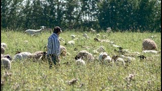 Starting Your Own Sheep Ranch