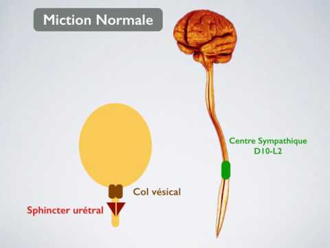 Vidéo: 3 façons d'augmenter la miction