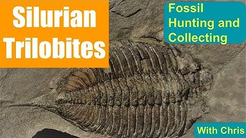 Fossils - Fossil Hunting and Fossil Collecting with Chris,  Silurian Fossils on the Erie Canal