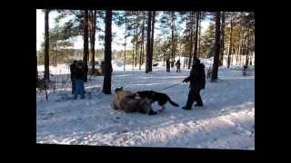Хельхаус Риззо дрессировка в Твери с Александром Гончаровым январь 2014... Хельхаус Риззо дрессировка в Твери с Александром Гончаровым январь 2014...
