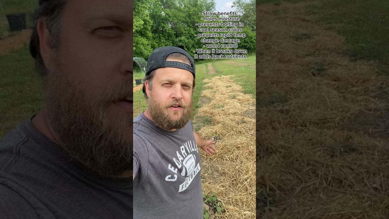 Homesteading tip: use straw around your plants in the garden! So many benefits!