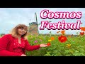 Sakura cosmos festival 2023 cosmos