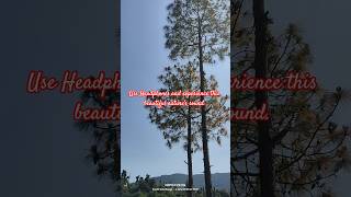 Feeling Tired or mentally exhausted? Just tune into this magic. #music  #wellness #nature