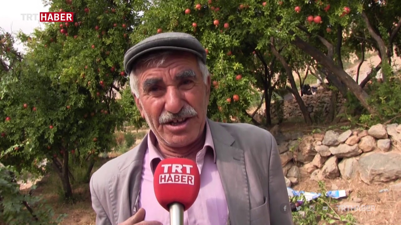 Siirt'in zivzik narı, aroması ve dayanıklılığıyla ön plana çıkıyor