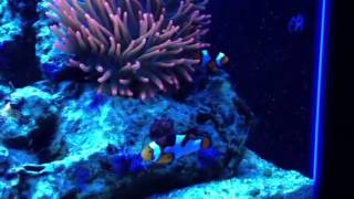 Clownfish behavior