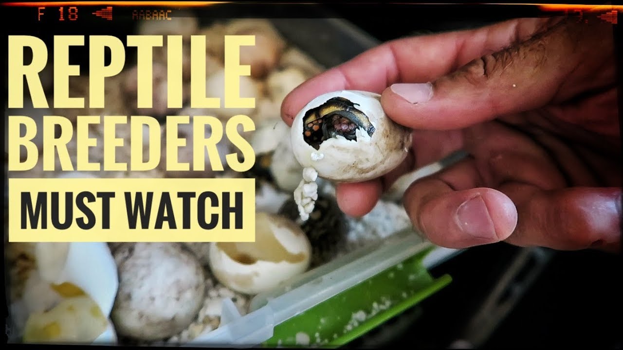 funny video memes Egg Incubation and Hatching Tips!