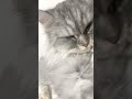 (공포) 눈뜨고 자는 고양이...ㄷㄷ #cat #고양이