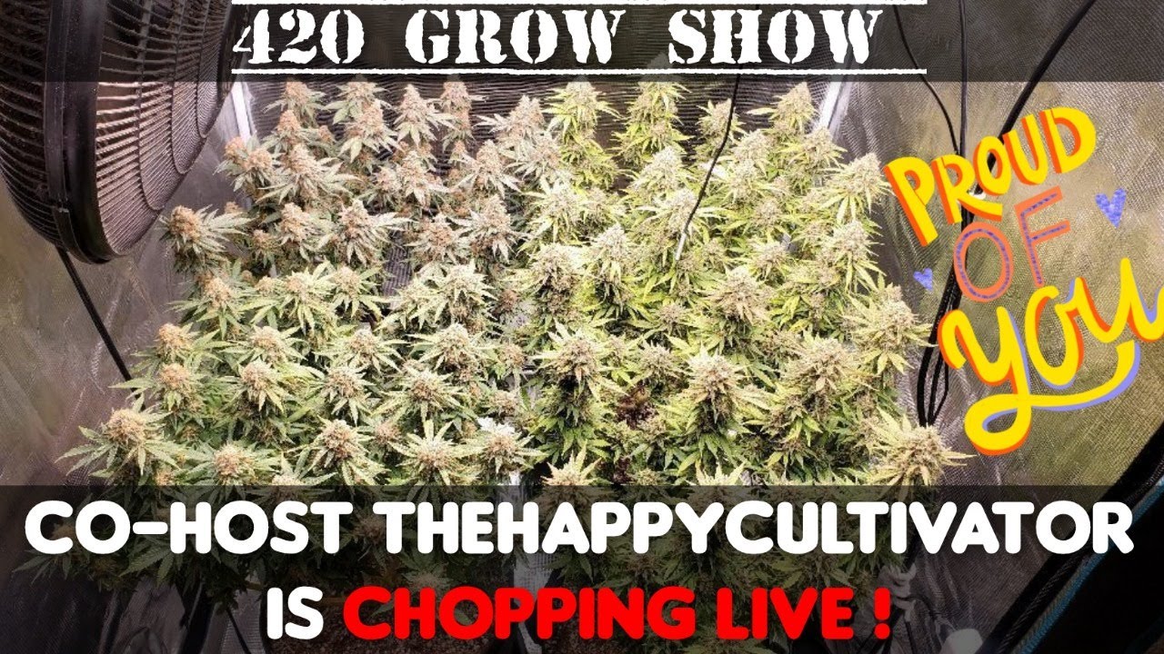 420 Grow Show . CHOPING live with co host @Thehappycultivator