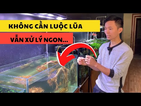 Video: Làm thế nào để đun sôi một loại dệt: 12 bước (có hình ảnh)