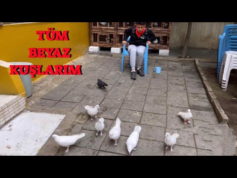 Tüm Beyaz Güvercinler Bahçede ! ( Başta Kral Arap ! ) #pigeons #güvercin