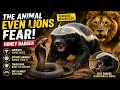 The Animal Even Lions Fear | Honey Badger