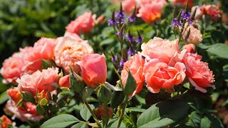 Tough Roses Reblooming Under Extreme Heat - Garden Tour 26 June3 July 2025