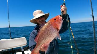 Catching red snapper, triggers and grouper offshore with Chris on 4-6-24 in Panama City, part 2.